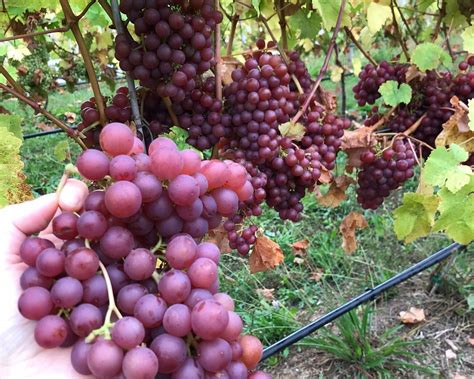 things to do in nakusp bc|THE 15 BEST Things to Do in Nakusp (Updated 2024) .
